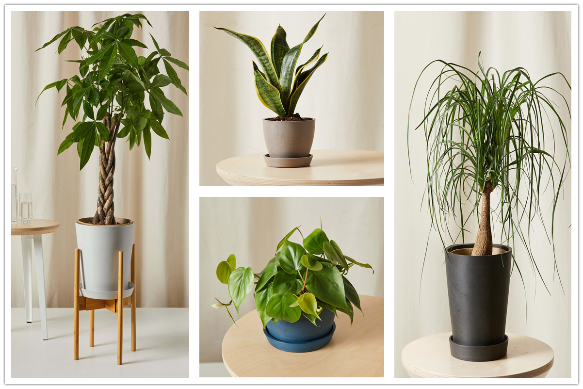 7 Plants That Are Perfect Gifts For Travelers